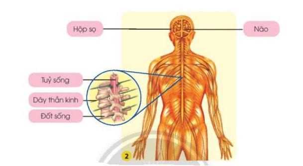 Tự nhiên xã hội lớp 3 Bài 22 trang 96, 97 Nhận thức | Chân trời sáng tạo