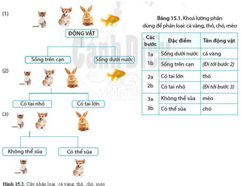 Những đặc điểm nào của sinh vật đã được sử dụng để phân loại động vật