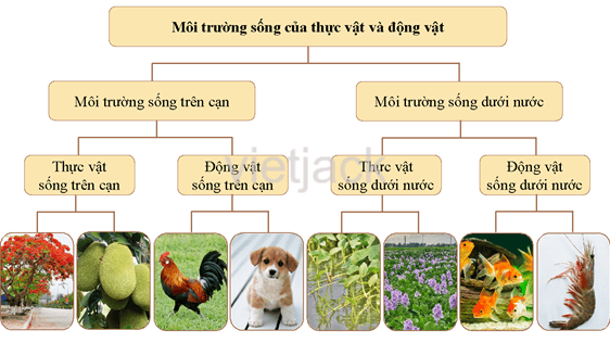 Ôn tập và đánh giá - Chủ đề Thực vật và động vật hay nhất