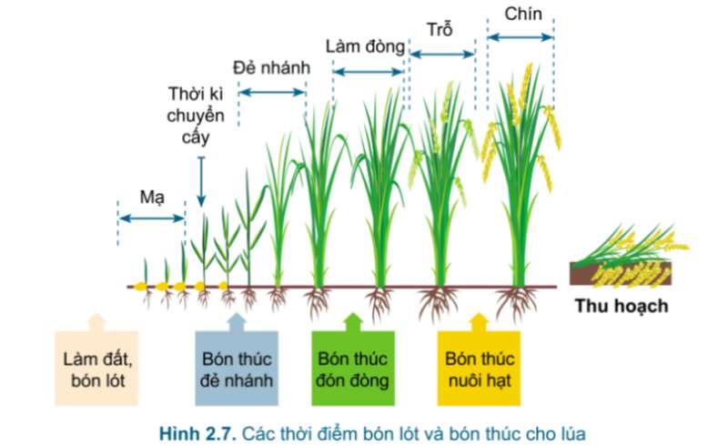 Công nghệ 7 Bài 2: Quy trình trồng trọt | Cánh diều (ảnh 13)