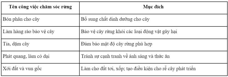 Công nghệ 7 Bài 8: Trồng, chăm sóc và bảo vệ rừng | Kết nối tri thức (ảnh 19)