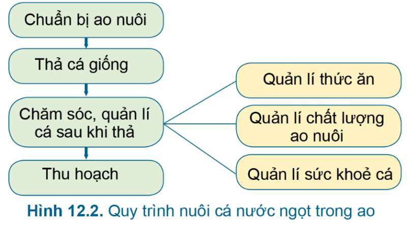 Công nghệ 7 Bài 12: Quy trình nuôi cá nước ngọt trong ao | Cánh diều (ảnh 2)