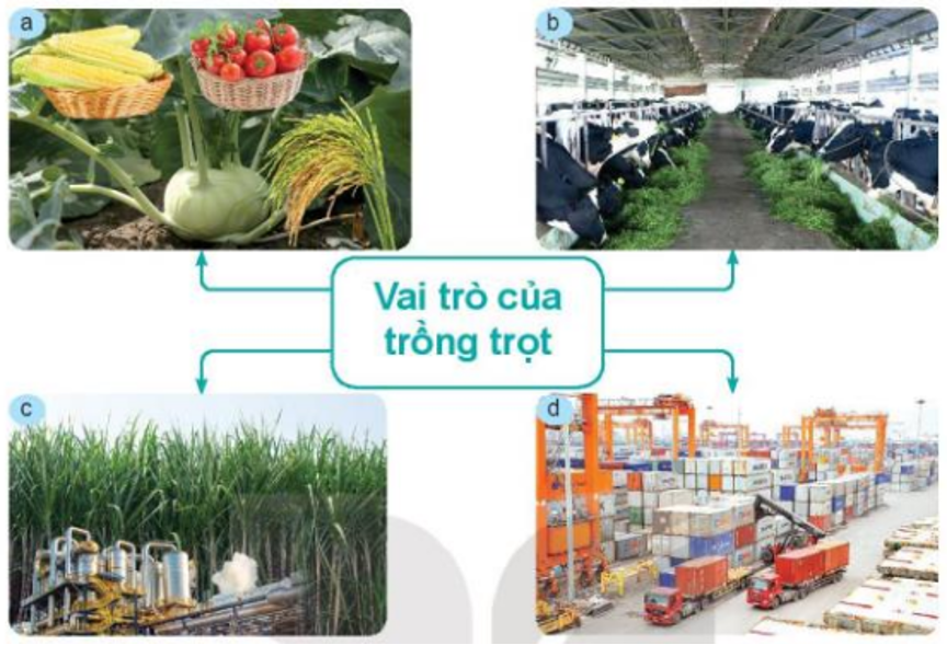 Lý thuyết Giới thiệu về trồng trọt chi tiết –Công nghệ lớp 7 Kết nối tri thức (ảnh 1)