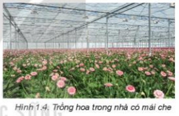 Lý thuyết Giới thiệu về trồng trọt chi tiết –Công nghệ lớp 7 Kết nối tri thức (ảnh 1)