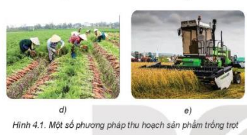 Lý thuyết Bài 4: Thu hoạch sản phẩm trồng trọt chi tiết – Công nghệ lớp 7 Kết nối tri thức (ảnh 1)