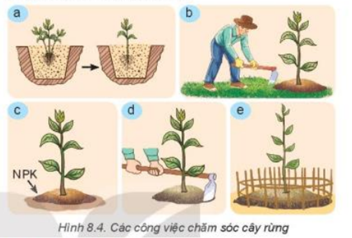 Lý thuyết Bài 8: Trồng, chăm sóc và bảo vệ rừng chi tiết – Công nghệ lớp 7 Kết nối tri thức (ảnh 1)