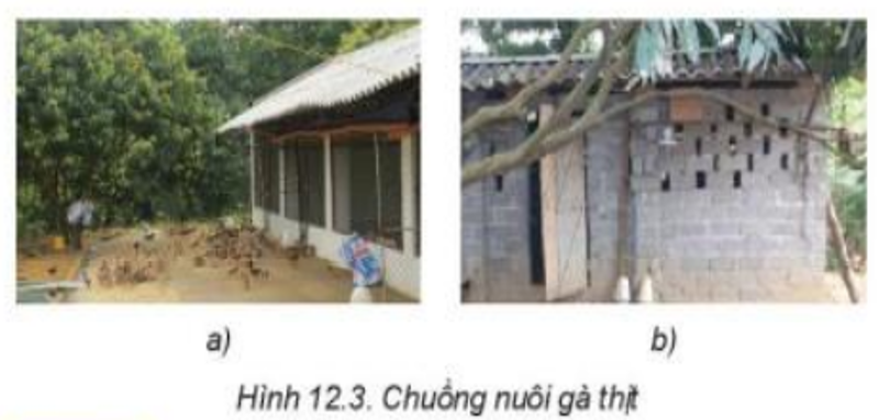 Lý thuyết Bài 12: Chăn nuôi gà thịt trong nông hộ chi tiết – Công nghệ lớp 7 Kết nối tri thức (ảnh 1)