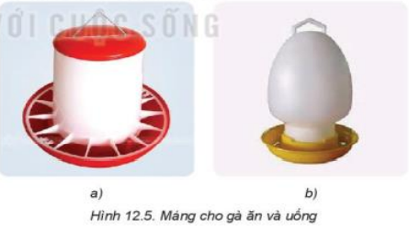 Lý thuyết Bài 12: Chăn nuôi gà thịt trong nông hộ chi tiết – Công nghệ lớp 7 Kết nối tri thức (ảnh 1)