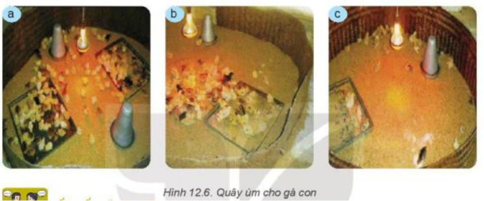 Lý thuyết Bài 12: Chăn nuôi gà thịt trong nông hộ chi tiết – Công nghệ lớp 7 Kết nối tri thức (ảnh 1)