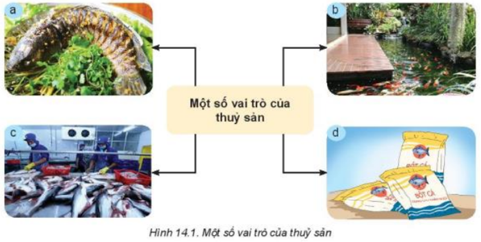 Lý thuyết Bài 14: Giới thiệu về thủy sản chi tiết – Công nghệ lớp 7 Kết nối tri thức (ảnh 1)