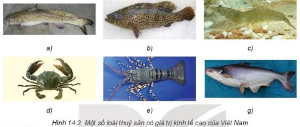 Lý thuyết Bài 14: Giới thiệu về thủy sản chi tiết – Công nghệ lớp 7 Kết nối tri thức (ảnh 1)