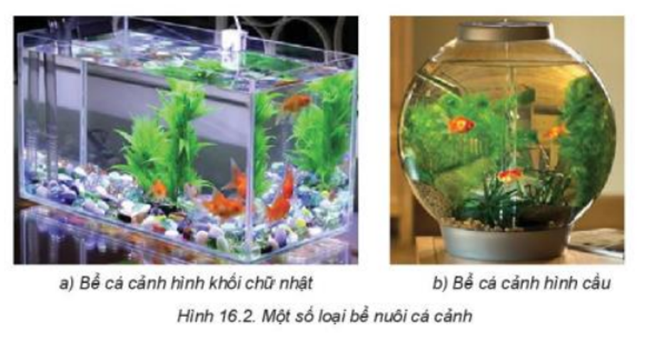 Lý thuyết Bài 16: Thực hành Lập kế hoạch nuôi cá cảnh chi tiết – Công nghệ lớp 7 Kết nối tri thức (ảnh 1)