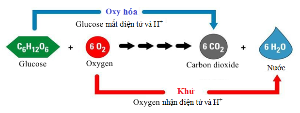 Bộ 10 đề thi học kì 1 Khoa học tự nhiên 7 Kết nối tri thức có đáp án năm 2023 (ảnh 5)