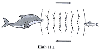 SBT Khoa học tự nhiên 7 Bài 11: Phản xạ âm - Cánh diều (ảnh 1)