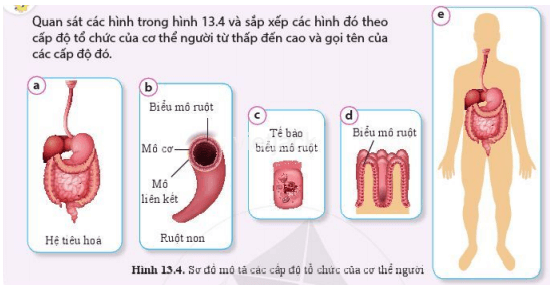 Quan sát các hình trong hình 13.4 và sắp xếp các hình đố theo cấp độ tổ chức