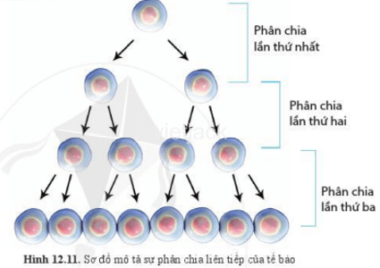 Quan sát hình 12.11 và cho biết số lượng tế bào tăng lên sau mỗi lần phân chia