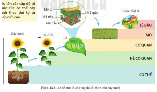 Quan sát hình 13.3 và nêu tên các cấp độ tổ chức của cơ thể cây xanh