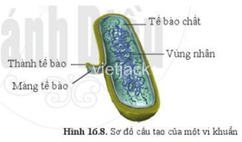  Quan sát hình 16.8 và nêu các thành phần cấu tạo của một vi khuẩn