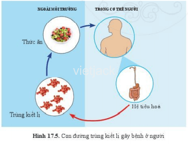 Quan sát hình 17.4, 17.5, hãy cho biết chúng ta cần làm gì để phòng tránh bệnh sốt rét