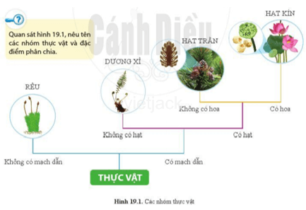 Quan sát hình 19.1, nêu tên các nhóm thực vật và đặc điểm phân chia