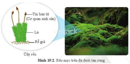 Quan sát hình 19.2 và cho biết những đặc điểm giúp em nhận biết cây rêu