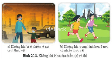 Quan sát hình 20.3 và giải thích vì sao cần trồng nhiều cây xanh