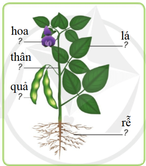 Tự nhiên xã hội lớp 3 Bài 12 trang 61 Quan sát | Cánh diều