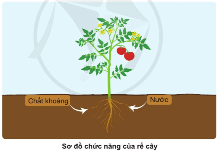 Tự nhiên xã hội lớp 3 Bài 12 trang 63 Quan sát | Cánh diều