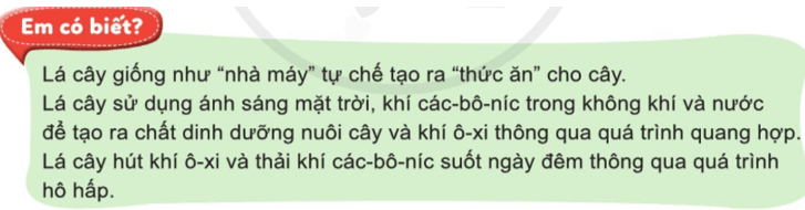 Tự nhiên xã hội lớp 3 Bài 12 trang 68 Quan sát | Cánh diều