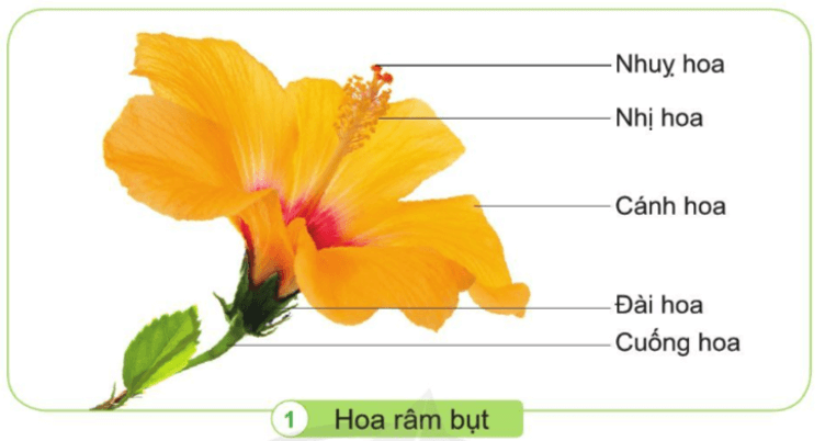 Tự nhiên xã hội lớp 3 Bài 12 trang 69 Quan sát | Cánh diều