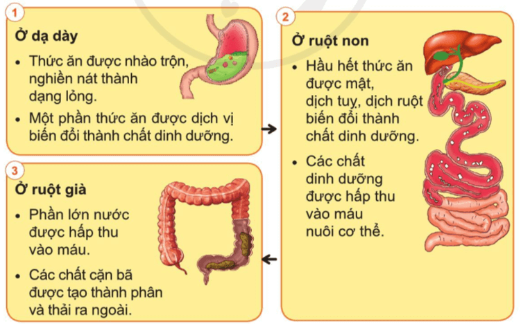 Tự nhiên xã hội lớp 3 Bài 15 trang 85 Quan sát | Cánh diều