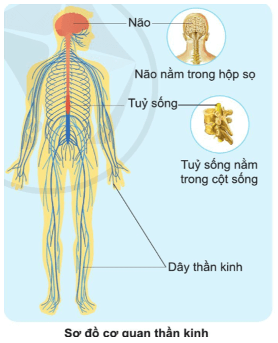 Tự nhiên xã hội lớp 3 Bài 17 trang 93 Quan sát | Cánh diều