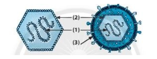 Đề thi Học kì 2 Khoa học tự nhiên lớp 6 năm 2021 có đáp án (3 đề) – Cánh diều (ảnh 5)