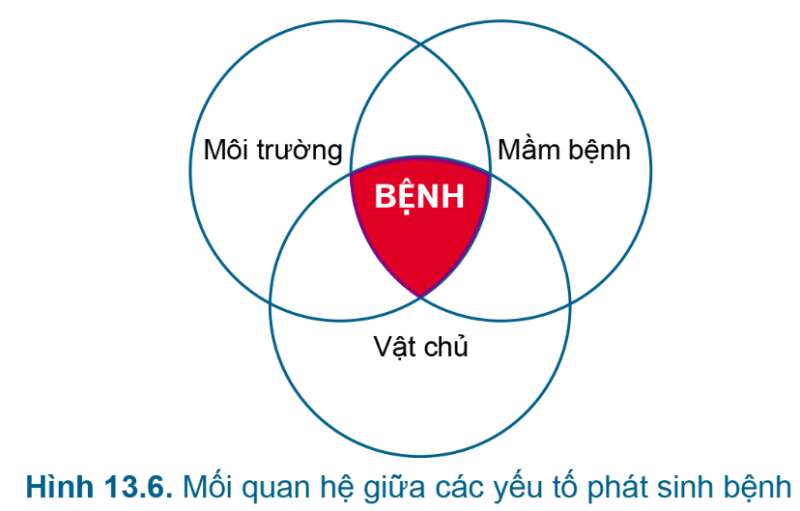 Công nghệ 7 Bài 13: Quản lí môi trường ao nuôi và phòng, trị bệnh thuỷ sản | Cánh diều (ảnh 5)