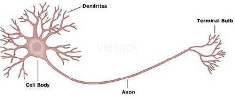 Sưu tầm thêm thông tin hoặc hình ảnh về sự đa dạng về hình dạng và kích thước