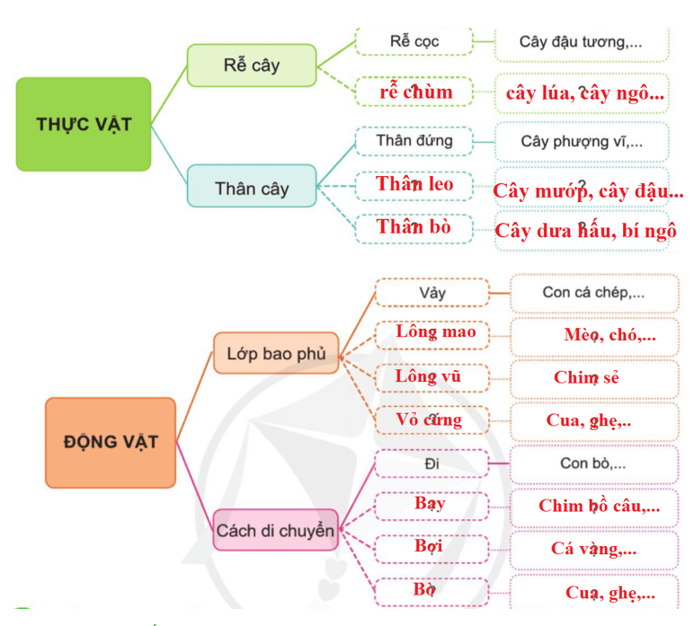 Tự nhiên xã hội lớp 3 Ôn tập trang 80 Thực hành | Cánh diều