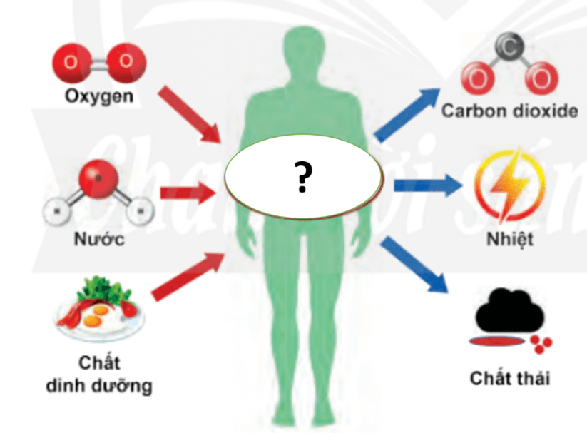 Trắc nghiệm KHTN 7 Chân trời sáng tạo Bài 22 (có đáp án): Vai trò của trao đổi chất và chuyển hóa năng lượng của sinh vật | Khoa học tự nhiên 7