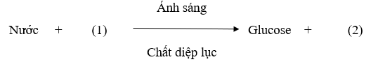 Trắc nghiệm KHTN 7 Chân trời sáng tạo Bài 23 (có đáp án): Quang hợp ở thực vật | Khoa học tự nhiên 7