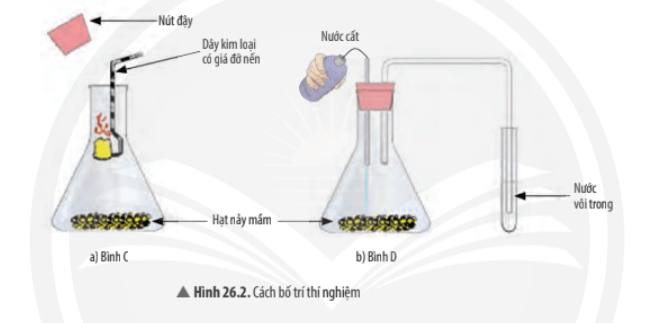 Trắc nghiệm KHTN 7 Chân trời sáng tạo Bài 26 (có đáp án): Thực hành về hô hấp tế bào ở thực vật thông qua sự nảy mầm của hạt | Khoa học tự nhiên 7