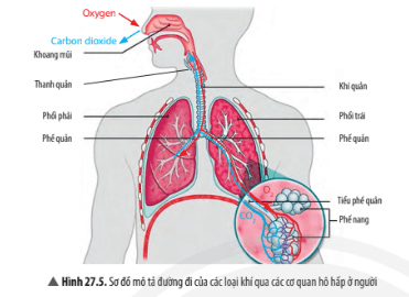 Trắc nghiệm KHTN 7 Chân trời sáng tạo Bài 27 (có đáp án): Trao đổi khí ở sinh vật | Khoa học tự nhiên 7