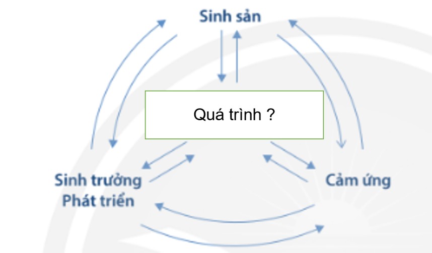 Trắc nghiệm KHTN 7 Chân trời sáng tạo Bài 39 (có đáp án): Chứng minh cơ thể sinh vật là một thể thống nhất | Khoa học tự nhiên 7