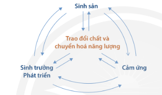 Trắc nghiệm KHTN 7 Chân trời sáng tạo Bài 39 (có đáp án): Chứng minh cơ thể sinh vật là một thể thống nhất | Khoa học tự nhiên 7