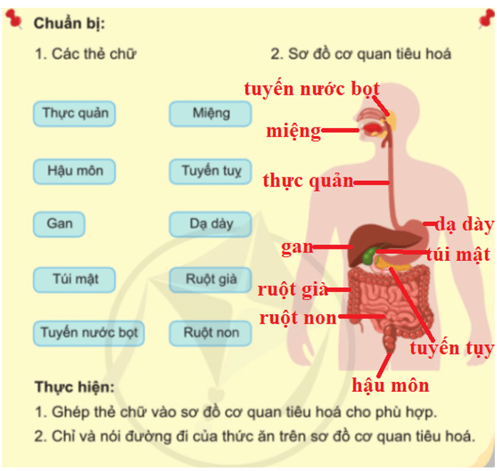 Tự nhiên xã hội lớp 3 Bài 15 trang 84 Trò chơi | Cánh diều