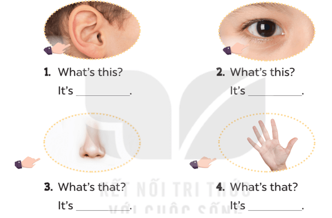 Tiếng Anh lớp 3 Unit 4 Lesson 1 trang 28, 29 | Kết nối tri thức