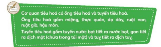 Tự nhiên xã hội lớp 3 Bài 20 trang 85  Vận dụng | Chân trời sáng tạo