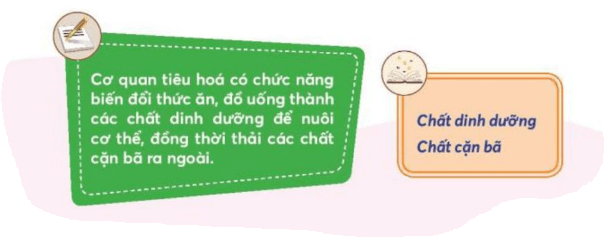 Tự nhiên xã hội lớp 3 Bài 20 trang 87  Vận dụng | Chân trời sáng tạo