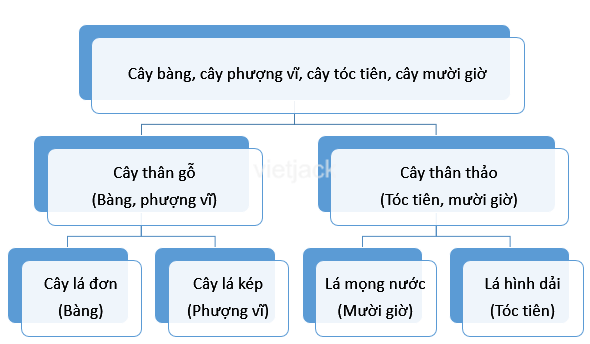 Xây dựng khóa lưỡng phân một số loại cây có trong vườn trường