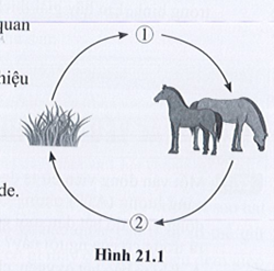 SBT Khoa học tự nhiên 7 Bài 21: Hô hấp tế bào - Cánh diều (ảnh 1)