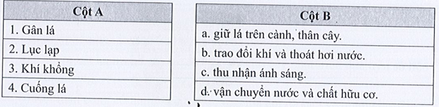 SBT Khoa học tự nhiên 7 Bài 18: Quang hợp ở thực vật - Cánh diều (ảnh 1)