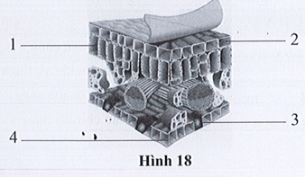 SBT Khoa học tự nhiên 7 Bài 18: Quang hợp ở thực vật - Cánh diều (ảnh 1)